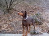 Dobermann Foto: Ellison vom Heinrichstal (ID 28901) Dobermann Hund