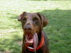 Dobermann Foto: Ellison vom Heinrichstal (ID 28902) Dobermann Hund