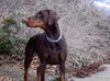 Dobermann Foto: wattn da los (ID 31128) Dobermann Hund