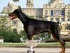 Dobermann Foto: ALPHA BEST of MILANO 8 Monate alt, CACIB Salzburg 2004: Best Dobermann Puppy und BEST PUPPY (BIS) of CACIB SALZBURG 2004 EURO DOG SHOW 2004: Best Dobermann Puppy, Best Puppy of Second Group und BEST PUPPY OF EURO DOG SHOW BARCELONA 2004 (ID 12126) Dobermann Hund