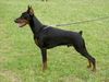 Dobermann Foto: ALPHA BEST of MILANO 8 Monate alt, CACIB Salzburg 2004: Best Dobermann Puppy und BEST PUPPY (BIS) of CACIB SALZBURG 2004 EURO DOG SHOW 2004: Best Dobermann Puppy, Best Puppy of Second Group und BEST PUPPY OF EURO DOG SHOW BARCELONA 2004 (ID 12105) Dobermann Hund