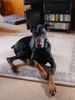 Dobermann Foto (ID 8607) Dobermann Hund