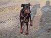 Dobermann Foto: Darien 1998.08.27 - 2003.05.17 (ID 6047) Dobermann Hund