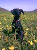 Dobermann Foto: Romeo 12 Wochen alt (ID 38559) Dobermann Hund