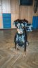Dobermann Foto: Roxy (ID 6681) Dobermann Hund