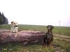 Dobermann Foto: Sammy und Shirly (ID 12330) Dobermann Hund