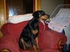 Dobermann Foto: MIKEY (ID 17580) Dobermann Hund
