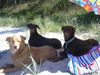Dobermann Foto: hunde trio im urlaub (ID 32565) Dobermann Hund