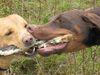 Dobermann Foto: sally & canis (ID 32564) Dobermann Hund