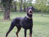 Dobermann Hund