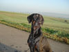 Dobermann Foto: Morgensonne (ID 40274) Dobermann Hund