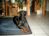 Dobermann Foto: immer lieb (ID 19405) Dobermann Hund