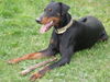 Dobermann Hund