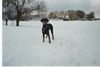 Dobermann Foto: Cleo (ID 15321) Dobermann Hund