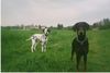 Dobermann Foto: Cleo mit ihrem Lebensgefährten Joker (ID 15394) Dobermann Hund