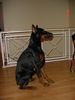 Dobermann Foto: Shakur (ID 14794) Dobermann Hund