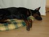 Dobermann Foto: Shakur muß schlafen (ID 14796) Dobermann Hund