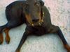 Dobermann Foto: zak mit 16 monaten aus kroatien (ID 27218) Dobermann Hund