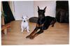 Dobermann Foto: Snoopy & Shakur (v.l.) (ID 14795) Dobermann Hund