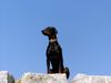 Dobermann Foto: Snoop(Tolle Aussicht) (ID 23020) Dobermann Hund