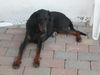 Dobermann Hund