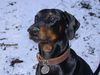 Dobermann Foto: Ist was??? (ID 23021) Dobermann Hund