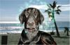 Dobermann Hund