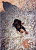 Dobermann Foto: ZAK AUS KROATIEN ZAGREB (ID 27229) Dobermann Hund