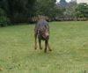 Dobermann Foto: 1 Tag nach ihrer Ankunft (ID 10092) Dobermann Hund