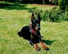 Dobermann Foto: Valco (ID 14670) Dobermann Hund