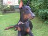Dobermann Foto: Valco (ID 14671) Dobermann Hund
