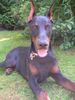 Dobermann Foto: Valco (ID 14673) Dobermann Hund