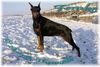 Dobermann Foto: Zannia van Hof ter Eyndhoven (Femke) (ID 20326) Dobermann Hund
