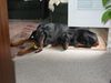 Dobermann Foto: Xierra & Brunello (ID 14006) Dobermann Hund