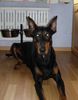 Dobermann Foto: Adonis (ID 20746) Dobermann Hund