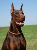 Dobermann Foto (ID 21315) Dobermann Hund