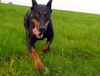 Dobermann Foto: Alien (ID 1931) Dobermann Hund