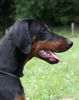 Dobermann Foto: Alina Dobi Royal (15 Wochen alt) (ID 24115) Dobermann Hund