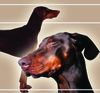 Dobermann Foto (ID 16083) Dobermann Hund