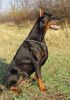 Dobermann Foto (ID 18642) Dobermann Hund