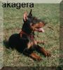 Dobermann Foto: Anaconda Akagera 3 monate (ID 9804) Dobermann Hund