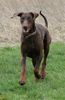 Dobermann Foto (ID 37423) Dobermann Hund