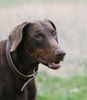 Dobermann Foto (ID 37425) Dobermann Hund