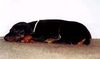 Dobermann Foto: Arnold Halit Pasa - certifikat of canisterapie, ZTP - V1A, HD - A (ID 1345) Dobermann Hund