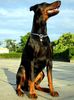 Dobermann Foto: Arnold Halit Pasa - certifikat of canisterapie, ZTP - V1A, HD - A (ID 1347) Dobermann Hund