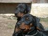 Dobermann Foto: Baby (ID 4928) Dobermann Hund