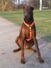 Dobermann Foto: Ginger (ID 14290) Dobermann Hund