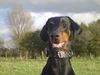 Dobermann Foto: Unsere Schmusemaus (ID 16268) Dobermann Hund