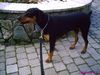 Dobermann Foto: bin schon 8 monate alt (ID 21828) Dobermann Hund