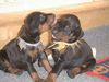Dobermann Foto: Bussi! (ID 4927) Dobermann Hund